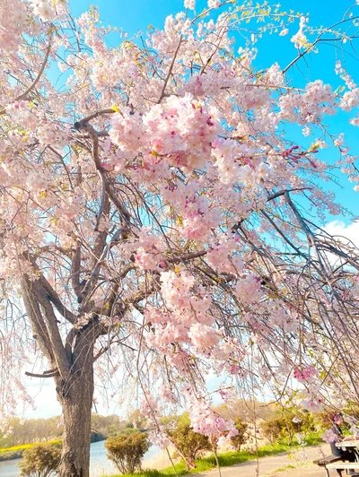 🌸 후쿠오카세키 벚꽃 공원 이미지 8